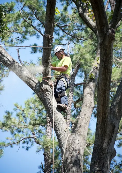 professional tree service worker in Elyria, Ohio trimming trees