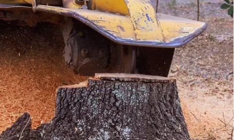 stump grinding machine grinding on tree stump
