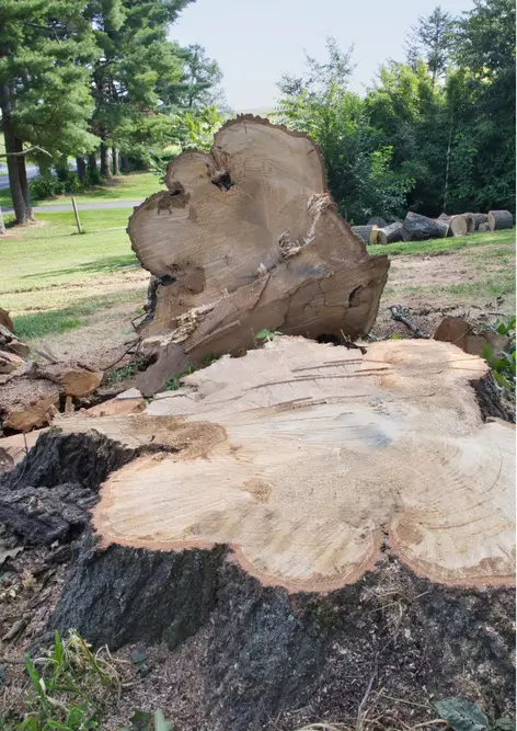 Tree stump after removal in Elyria, Ohio.
